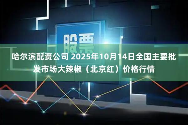 哈尔滨配资公司 2025年10月14日全国主要批发市场大辣椒（北京红）价格行情